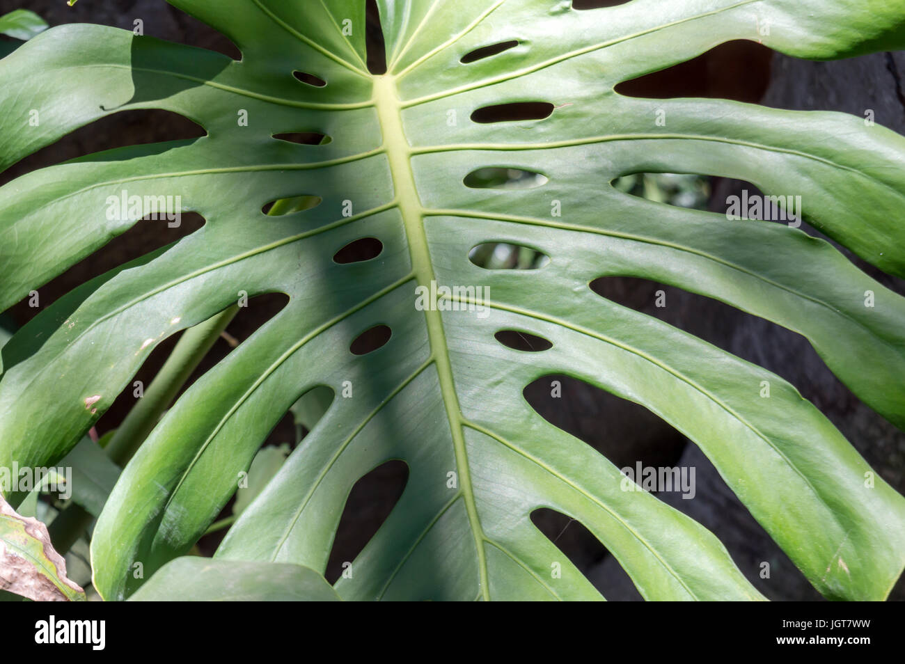 Grande foglia verde della pianta Monstera Foto Stock