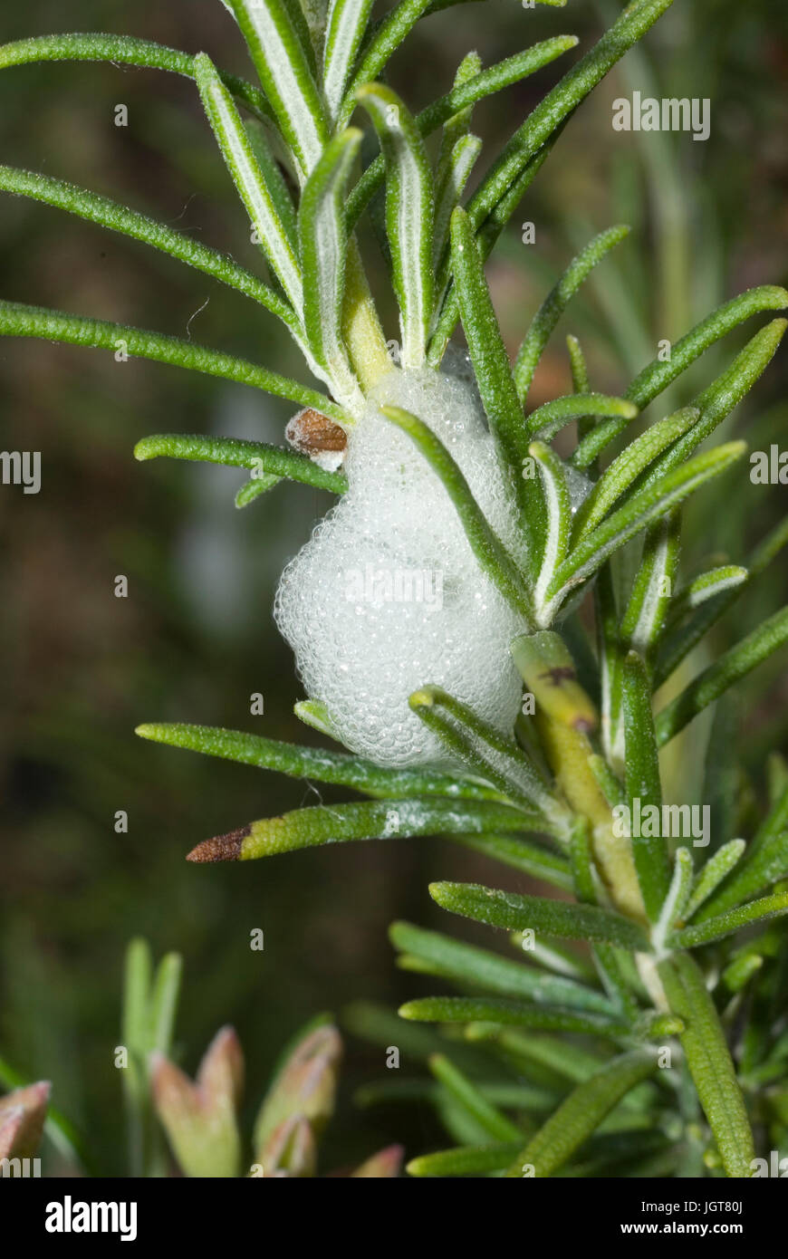 Spiedo di cuculo Foto Stock