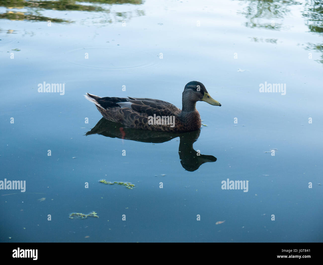 Modi lato femmina di germano reale sul lago vicino;; Suffolk REGNO UNITO Foto Stock