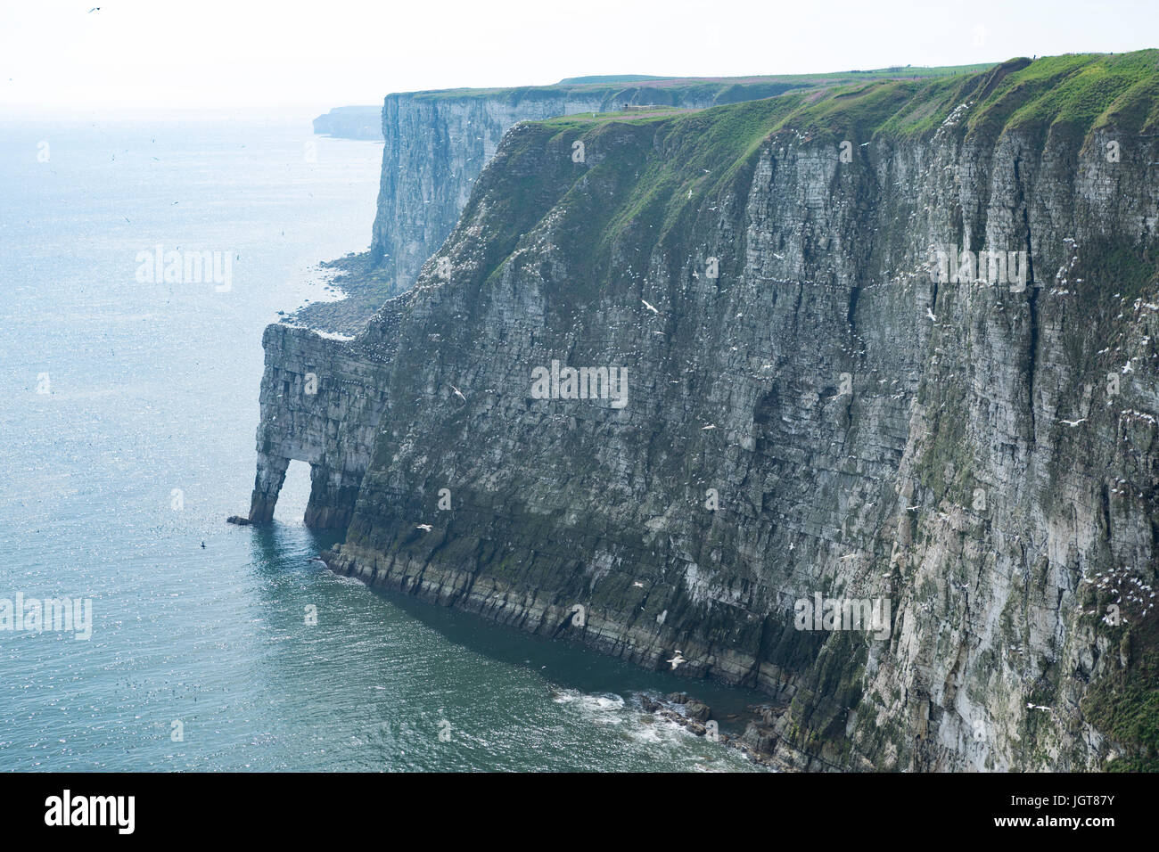 RSPB Riserva Naturale a Bempton Cliffs, East Riding of Yorkshire, Regno Unito. Foto Stock