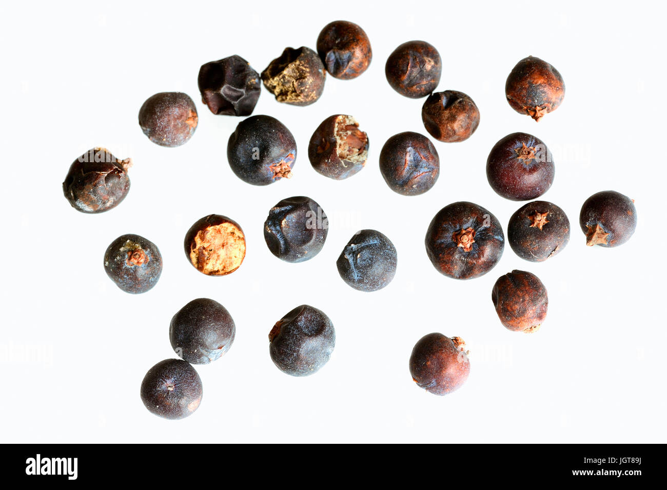 Wacholder / (Juniperus communis) / Wacholderbeeren | bacche di ginepro / (Juniperus communis) Foto Stock