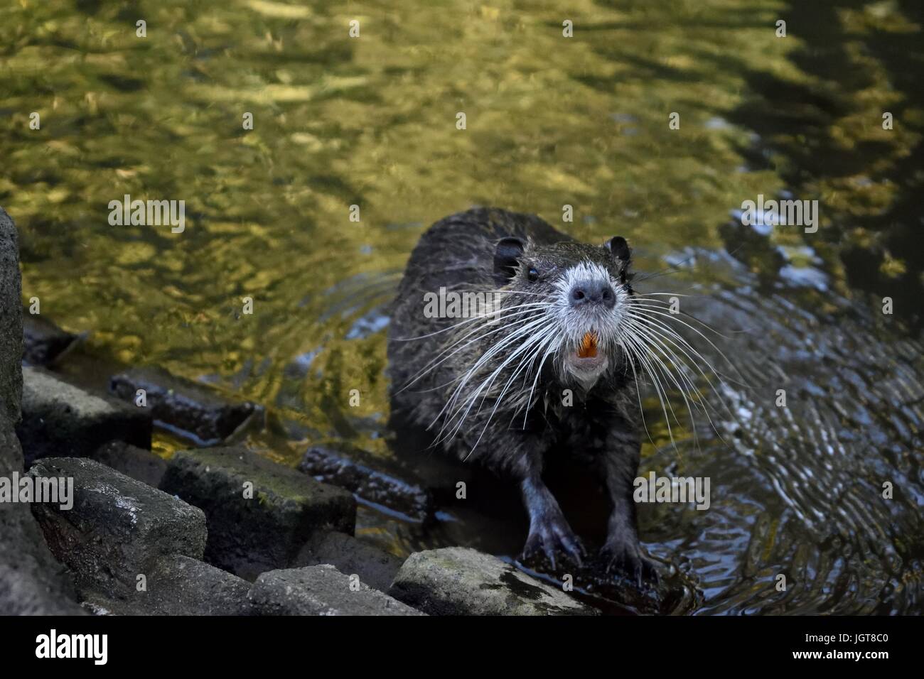 Ratto d'acqua Foto Stock