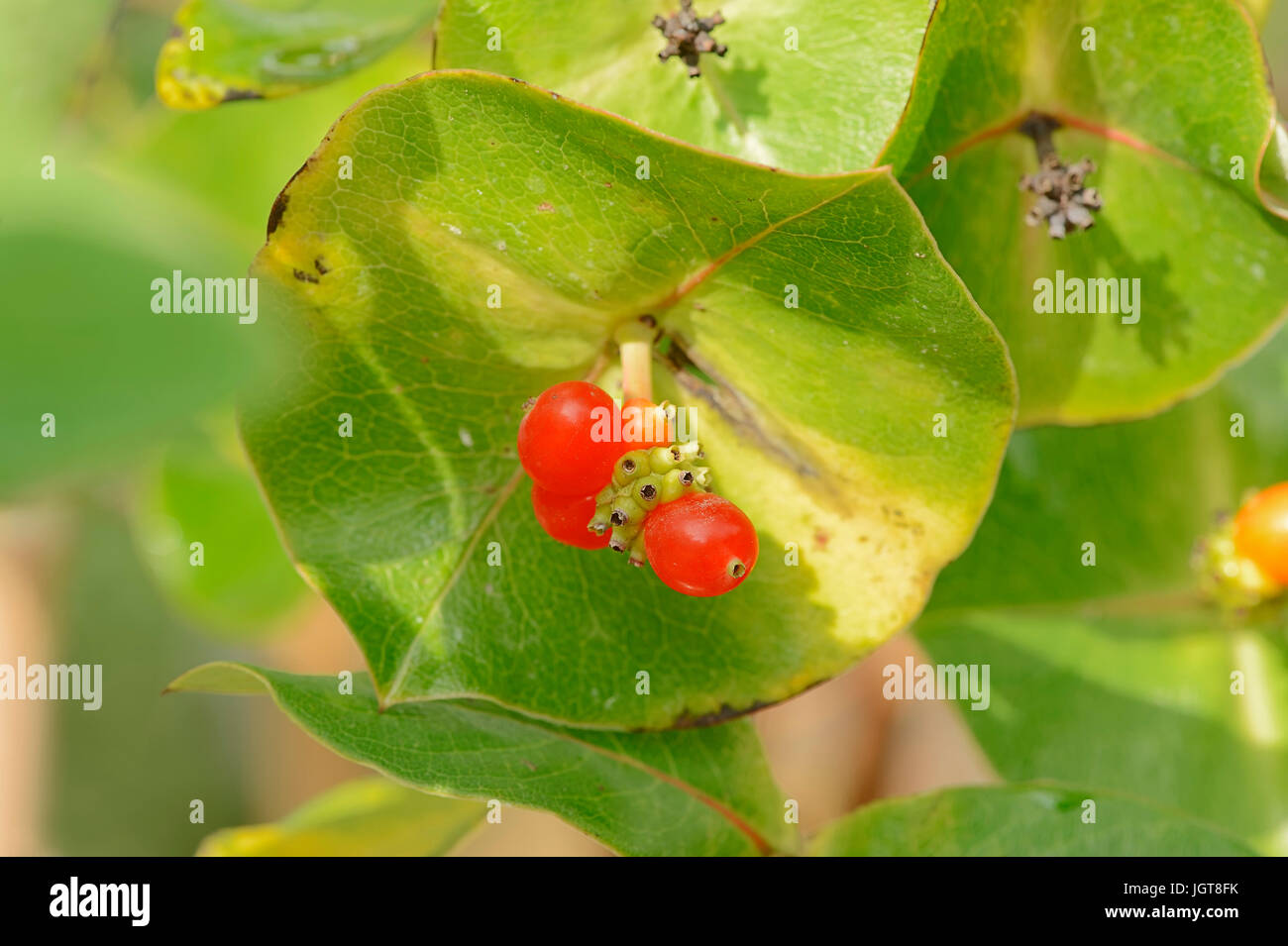 Caprifoglio italiano, Renania settentrionale-Vestfalia, Germania / (Lonicera caprifolium) / Perfoliate caprifoglio, Italiano Woodbine, caprifoglio Nani Foto Stock