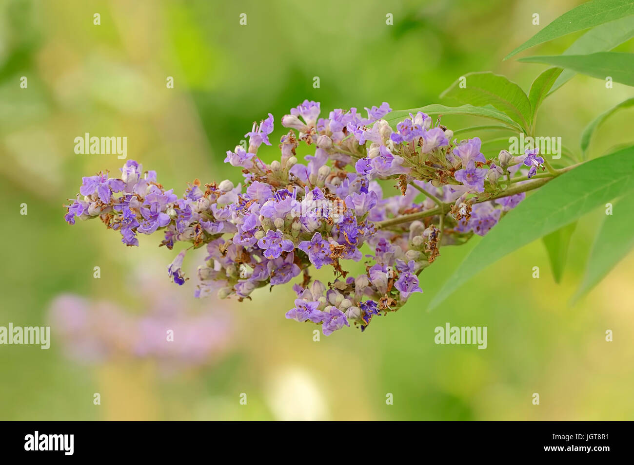 Mediterraneo albero casto / (Vitex agnus-castus, agnus-castus vulgaris, Vitex verticillata) / Vitex Chasteberry,, del fratello pepe Foto Stock