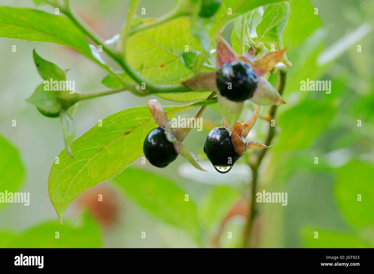 La mortale Nightshade / (Atropa belladonna) | Schwarze Tollkirsche / (Atropa belladonna) Foto Stock