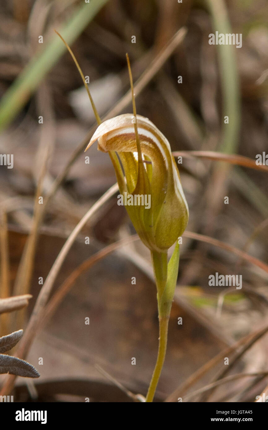 Pterostylis ophioglossus, Snake-linguetta Greenhood in Carnarvon Gorge, Queensland, Australia Foto Stock