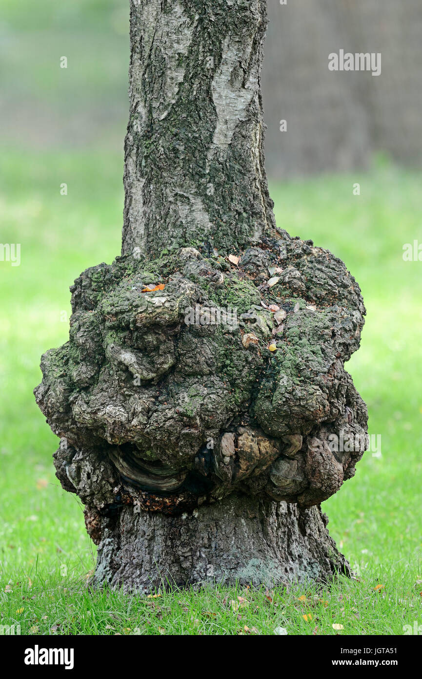 Crescita a Silver Birch, Renania settentrionale-Vestfalia, Germania / (Betula pendula, betula alba, Betula verrucosa) / albero il cancro, impianti illnes Foto Stock