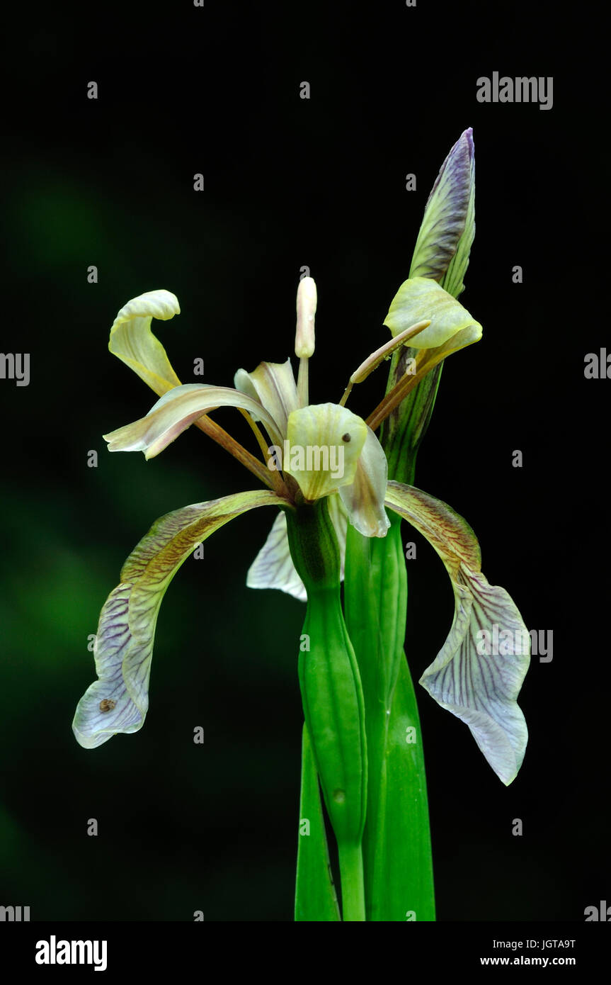 puzzolente iris Foto Stock