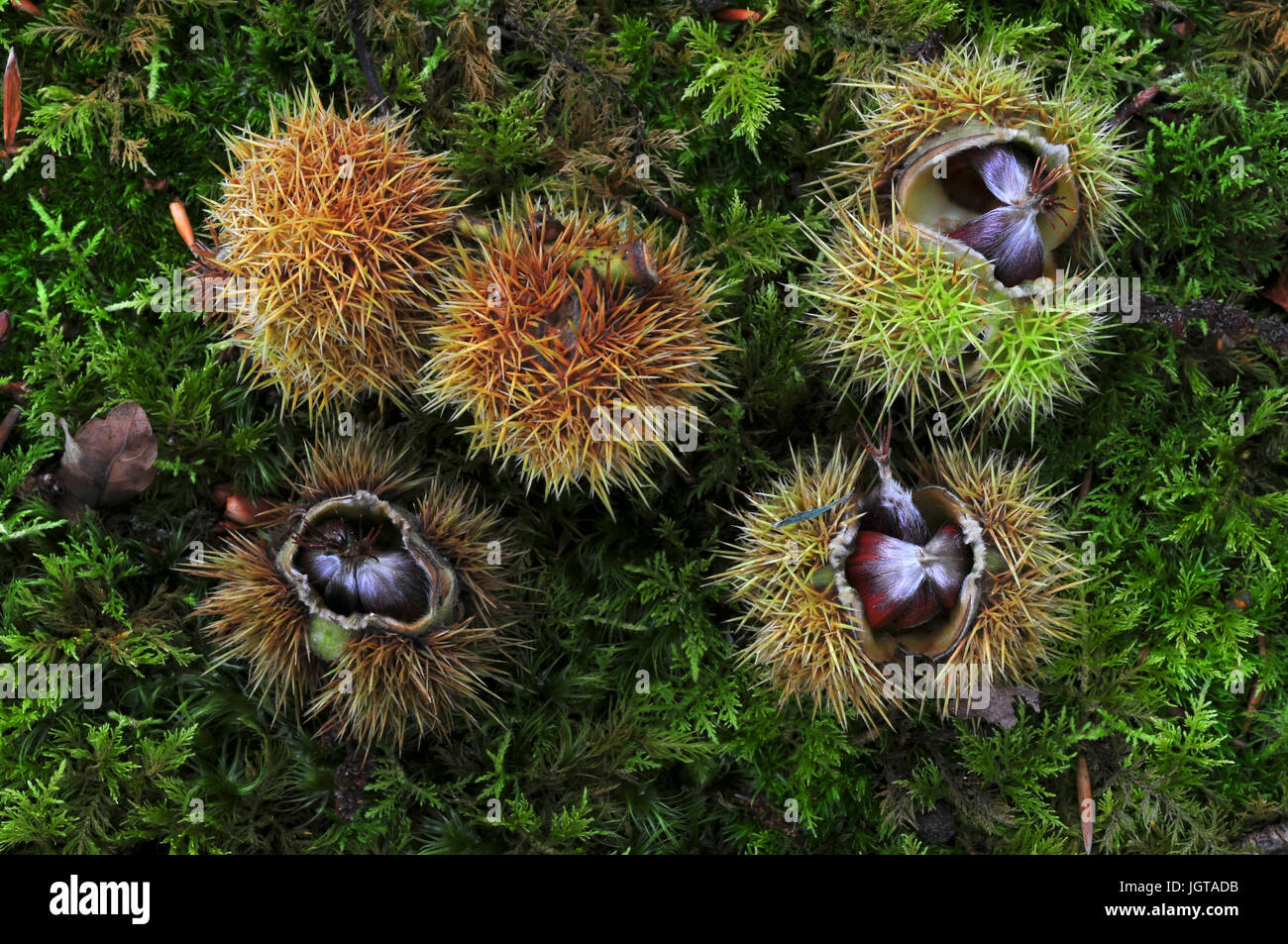 Castagne dolci Foto Stock