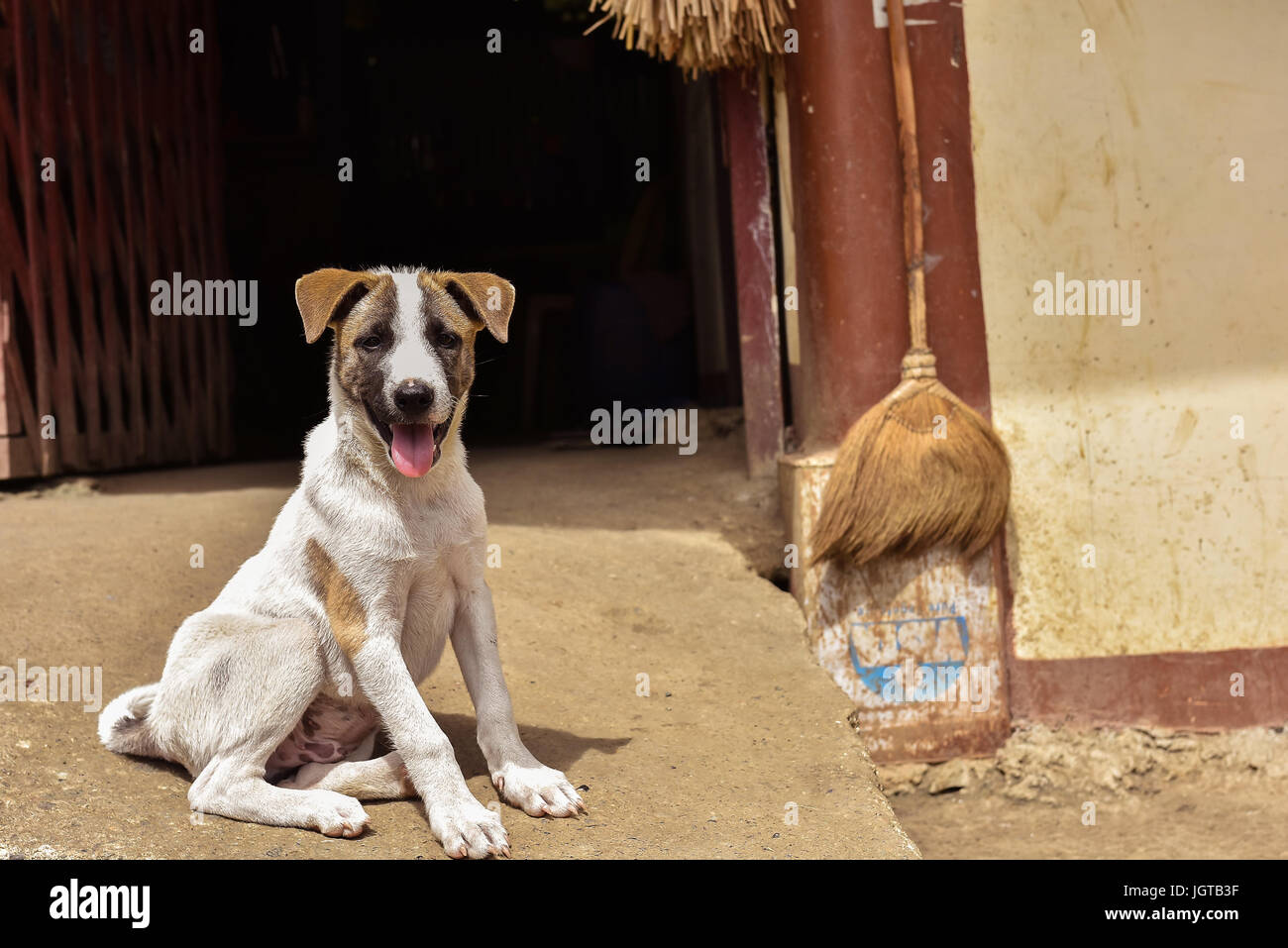 Giovani grazioso cucciolo di cane seduto sul percorso di calcestruzzo a porta fuori in una giornata di sole guardando la fotocamera. Foto Stock