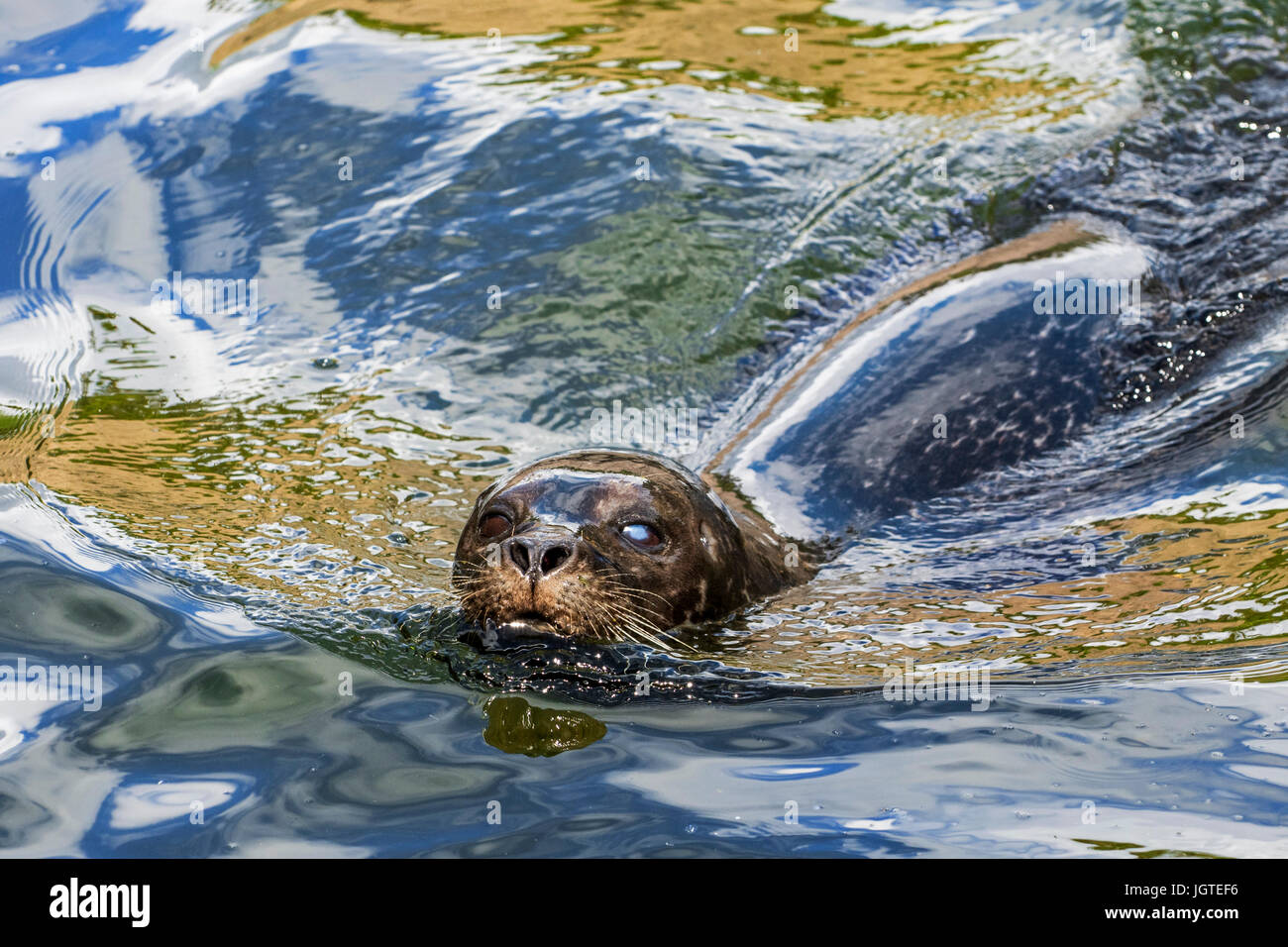 Guarnizione comune / guarnizione porto porto / guarnizione (Phoca vitulina) affette da cataratta nuoto, close up ritratto Foto Stock