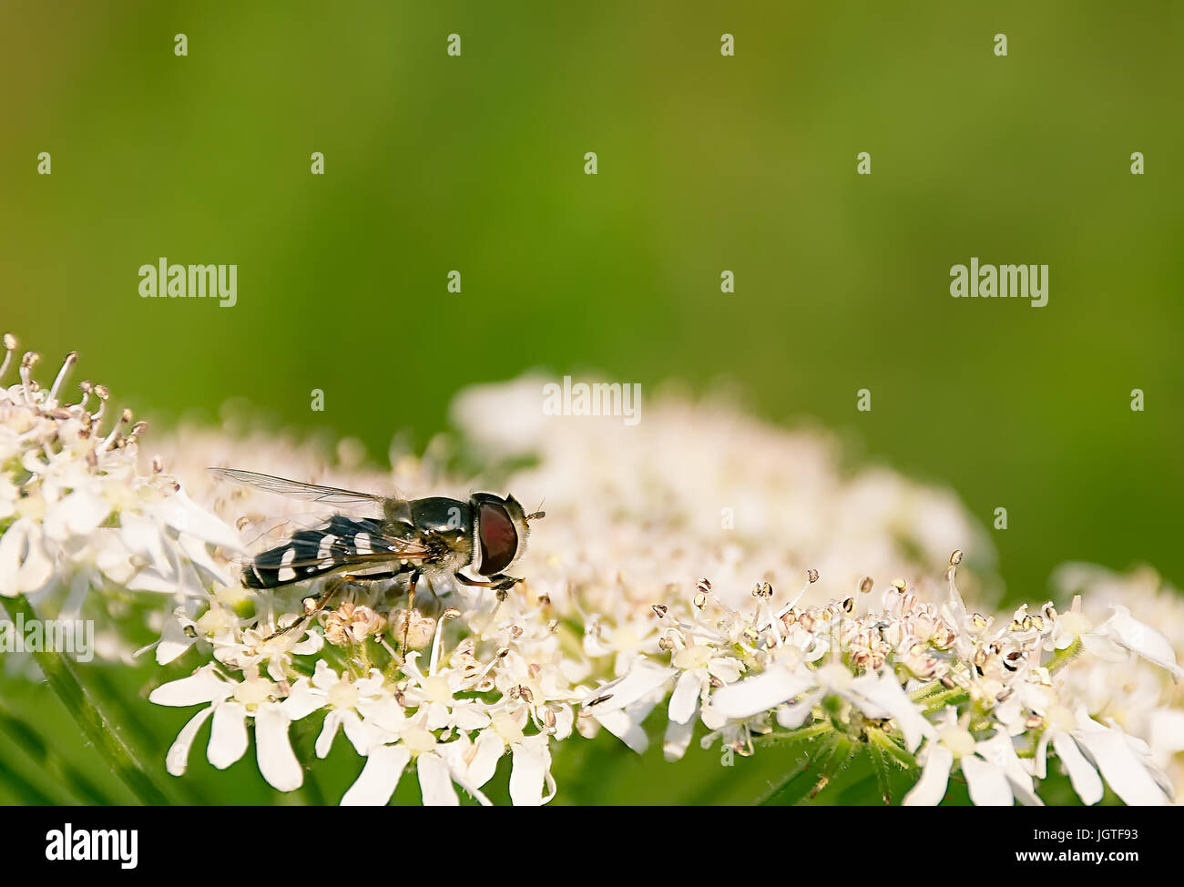 Hoverfly su minuscoli fiori bianchi . Foto Stock