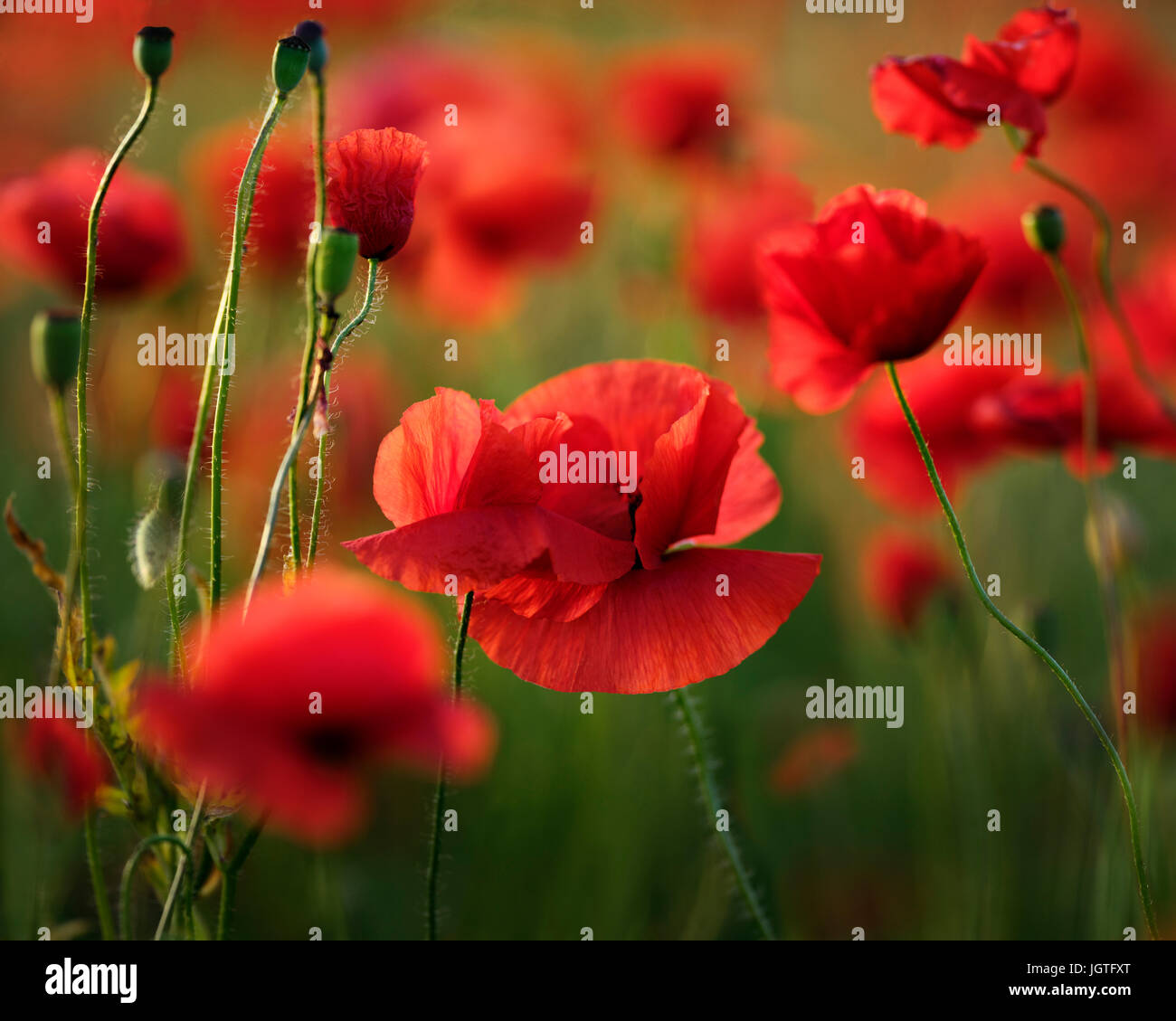 Papavero rosso fiori nel campo di Sunrise Foto Stock