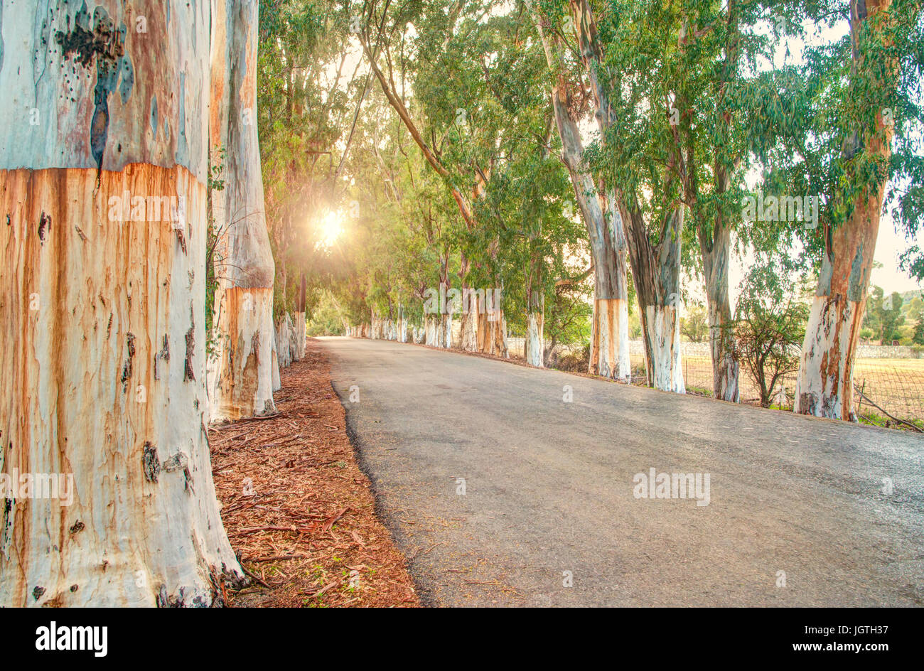 Albero di eucaliptus alley al tramonto con il sole che splende attraverso foglie, Creta, Grecia Foto Stock