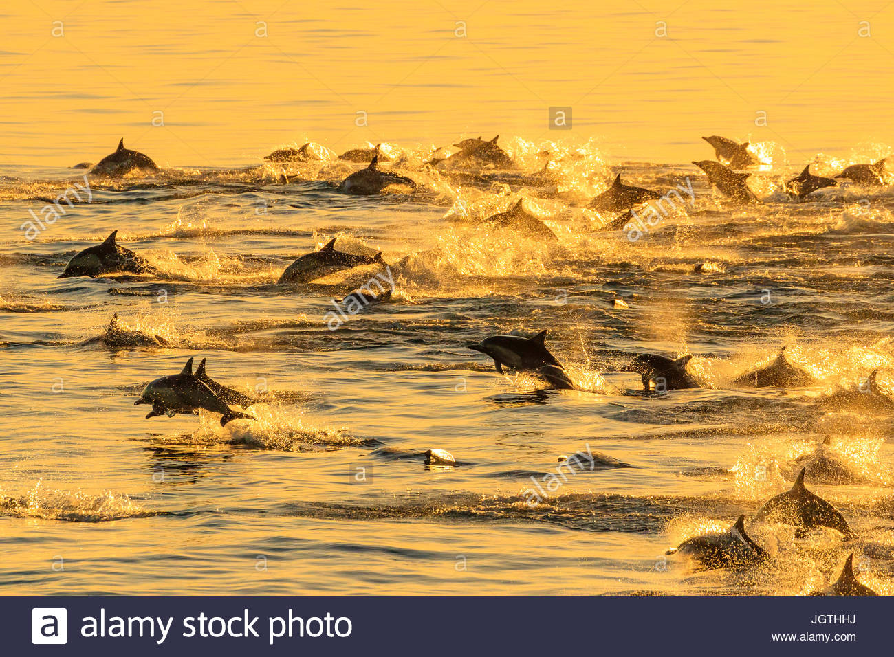 A lungo becco delfini comuni, Delphinus capensis, nuotare in un grande baccello a sunrise. Foto Stock