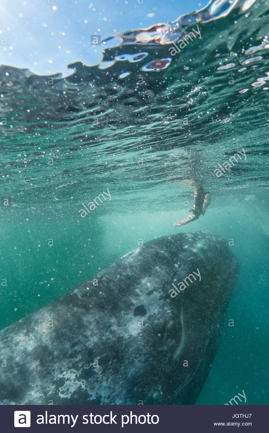 Una persona raggiunge verso un California balena grigia, Eschrichtius robustus. Foto Stock