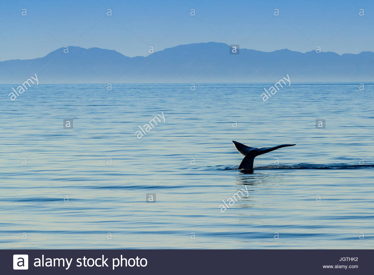 Il più grande del mondo animale, una balena blu solleva la sua fluke fuori dall'acqua. Foto Stock