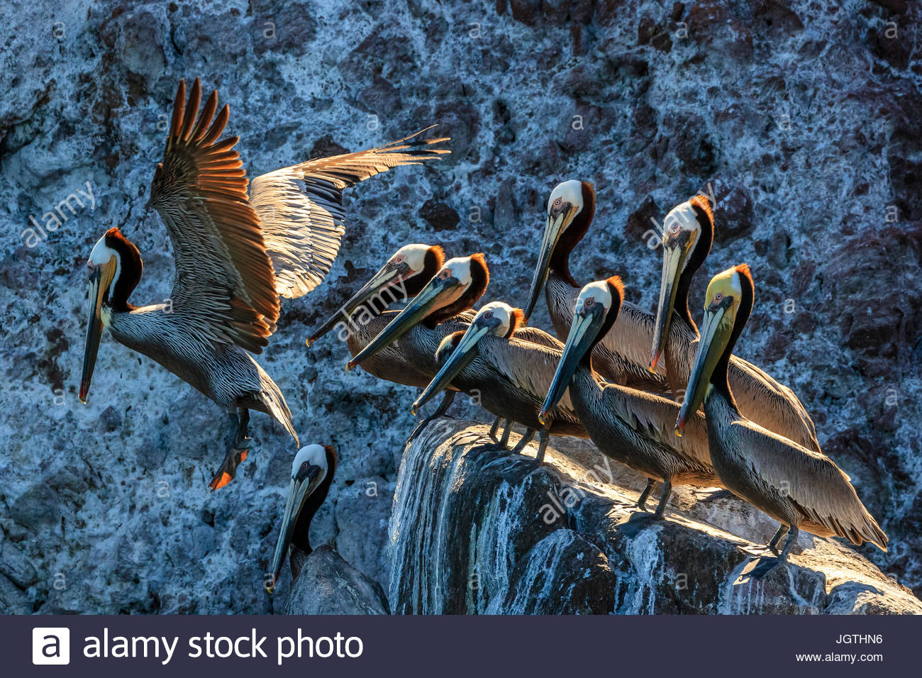 Un marrone retroilluminato pelican, Pelecanus occidentalis, prende il volo. Foto Stock