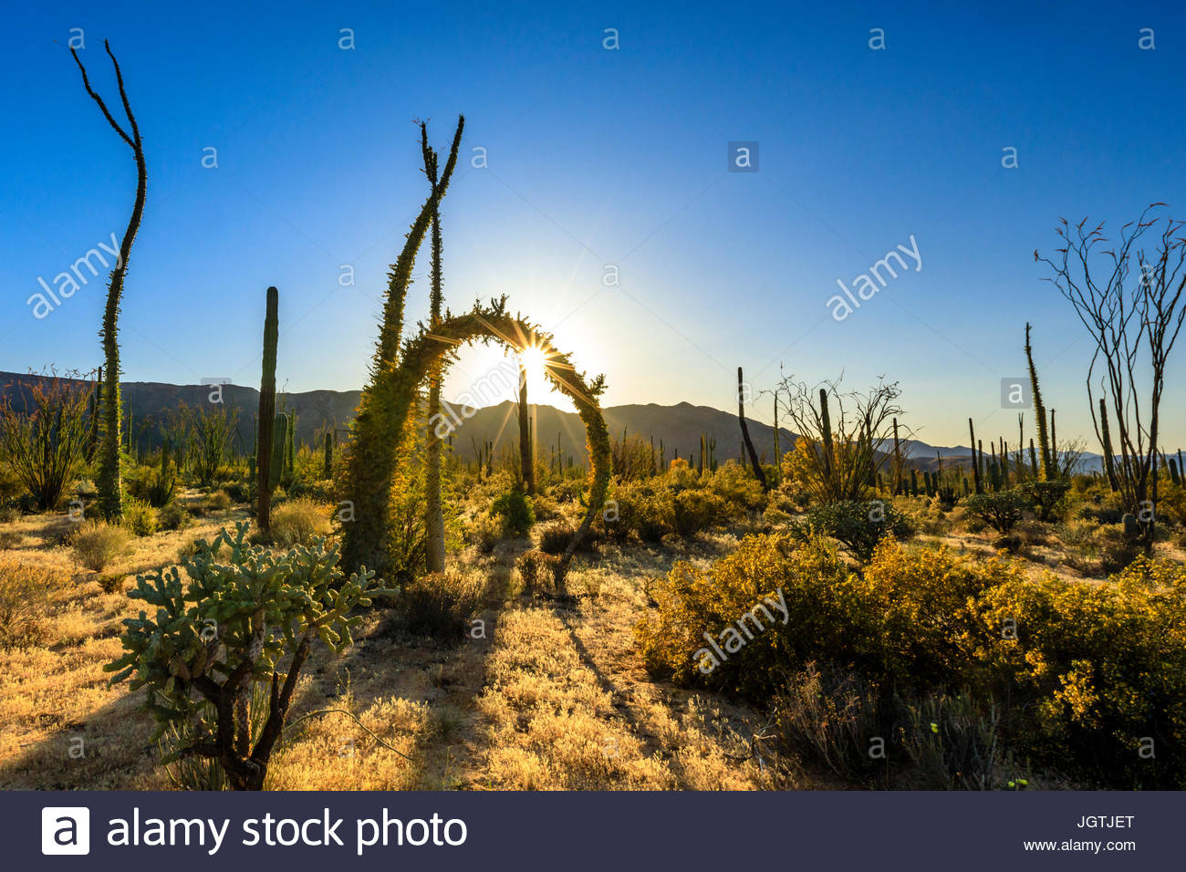 Boojum alberi, Fouquieria columnaris, nella Valle de los Cirios Flora e Fauna area protetta sulla penisola della Baja California. Foto Stock