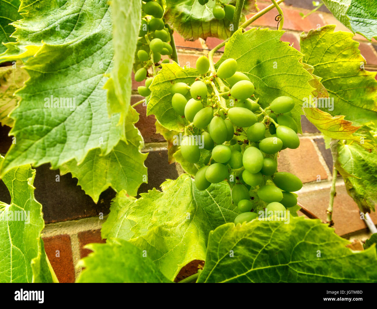 Le uve bianche che crescono in un giardino nel Regno Unito Foto Stock