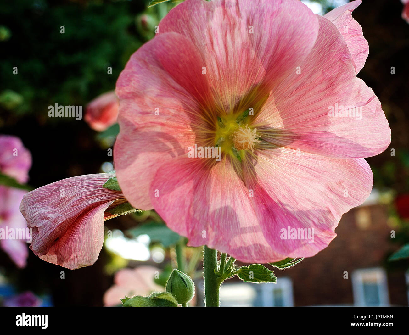 Pink Hollyhock fiore Foto Stock