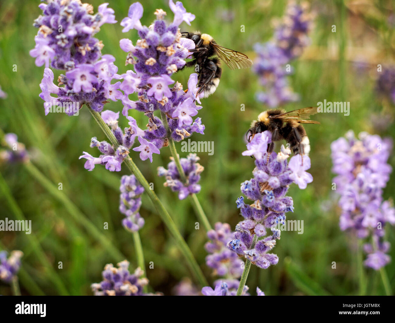 Bumble Bees alimentazione su fiorisce la lavanda Foto Stock