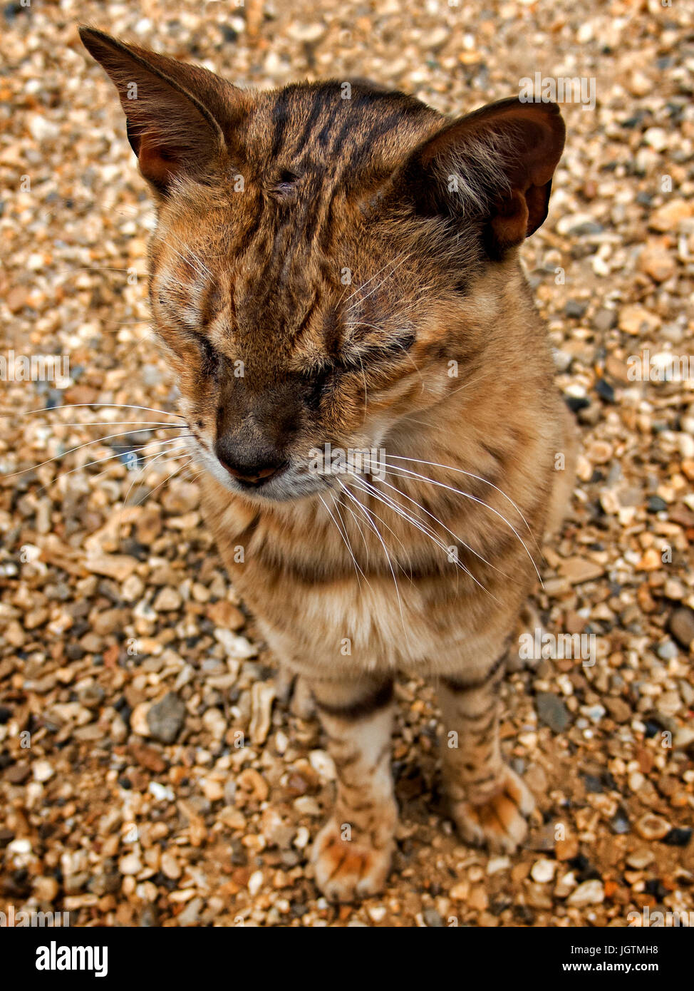 Gatto Bengala maschio Foto Stock