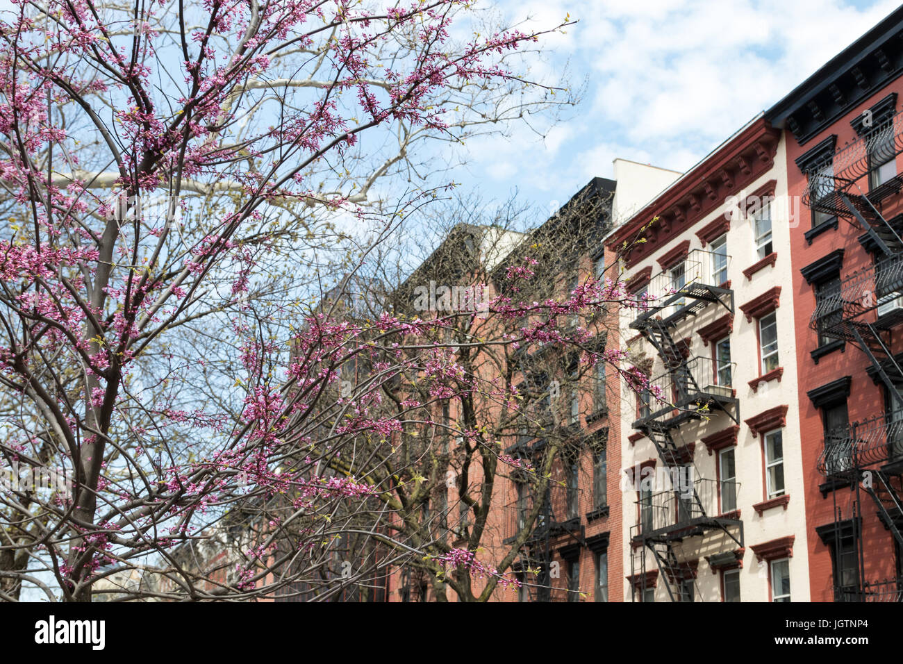 New York City spring street scene colorate con albero in fiore e sullo sfondo di vecchi edifici di appartamenti Foto Stock