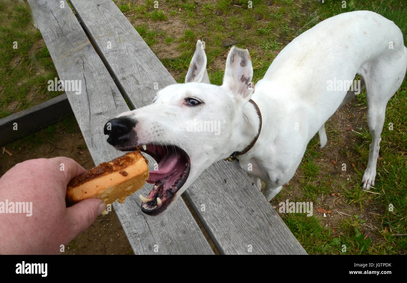 Bianco cane Podenco prende una torta con la bocca spalancata. Foto Stock