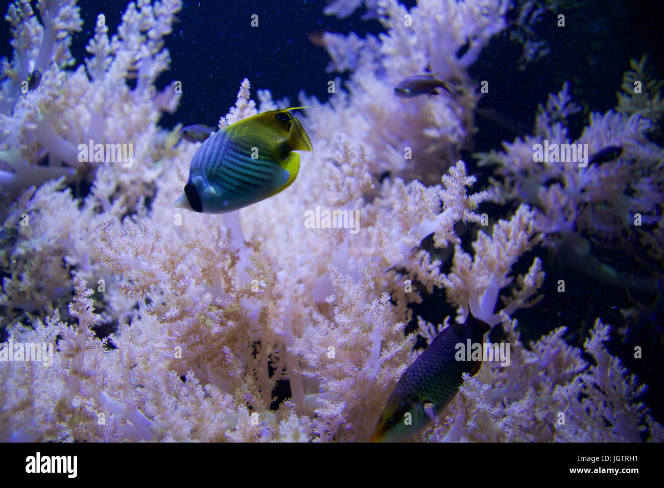 SEATTLE, WASHINGTON, STATI UNITI D'AMERICA - gennaio 25th, 2017: corallo esotici pesci di acquario marino su sfondo blu Foto Stock