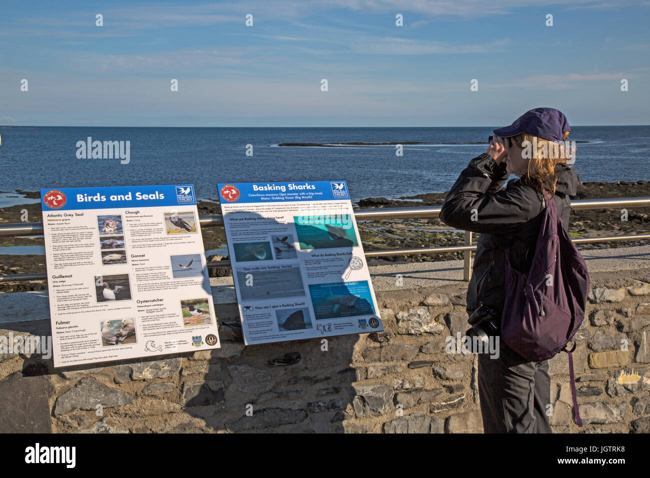 Turista femminile usando il binocolo di guardare allo squalo elefante, foche e uccelli, sul porto a Castletown sull' isola di man. Foto Stock