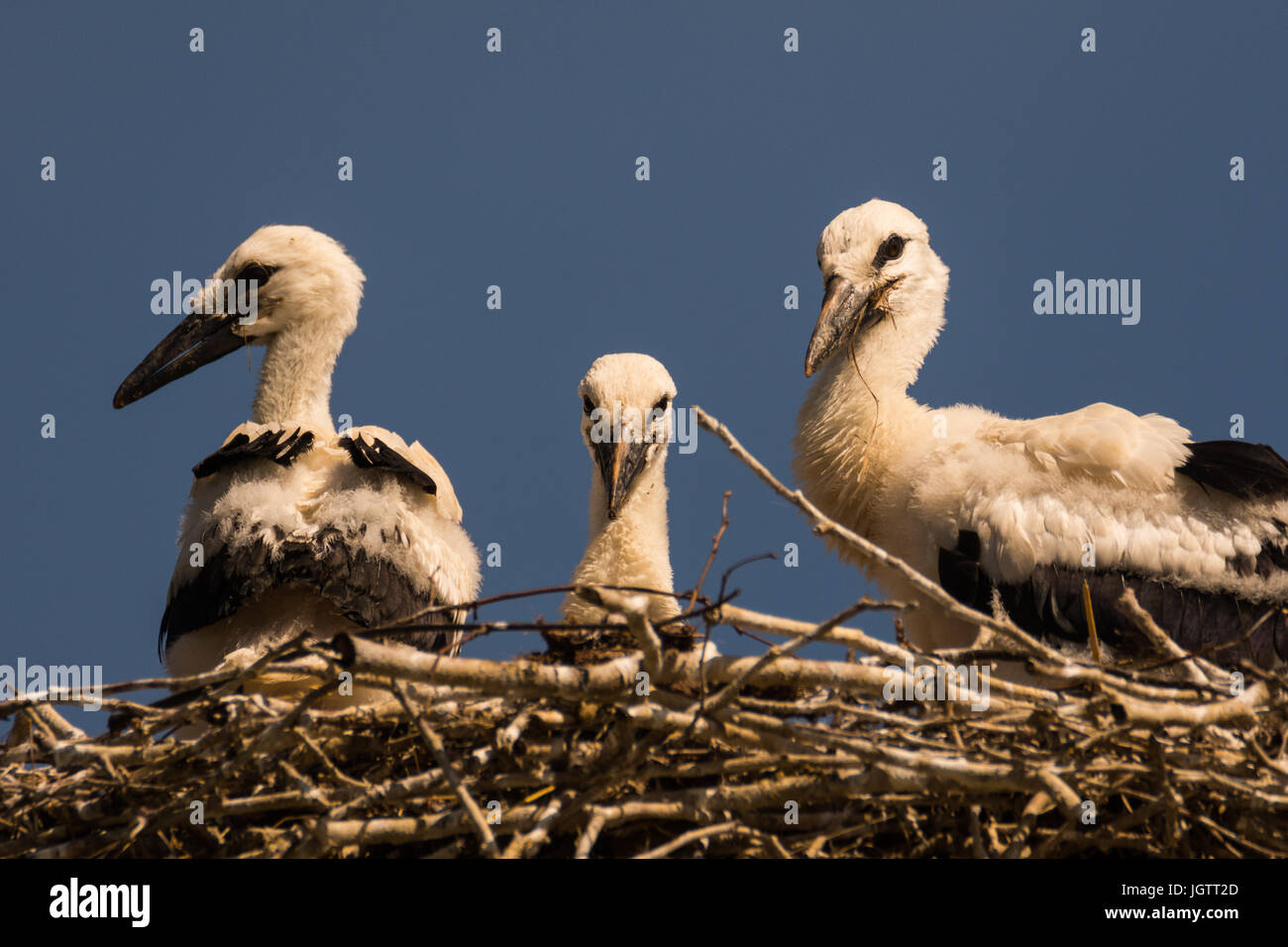Giovani cicogna bianca su un nido Foto Stock