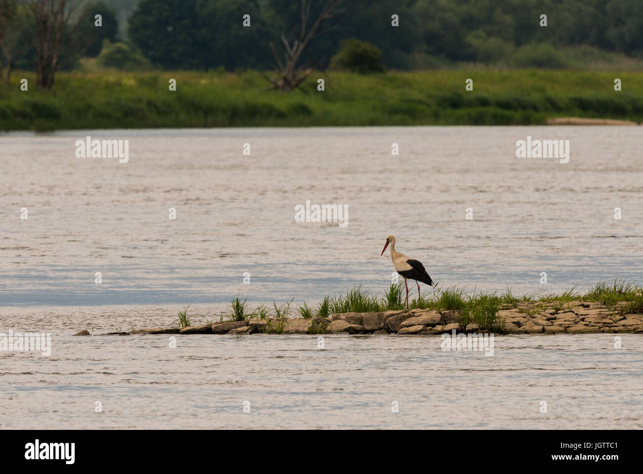 Cicogna bianca sul fiume Foto Stock