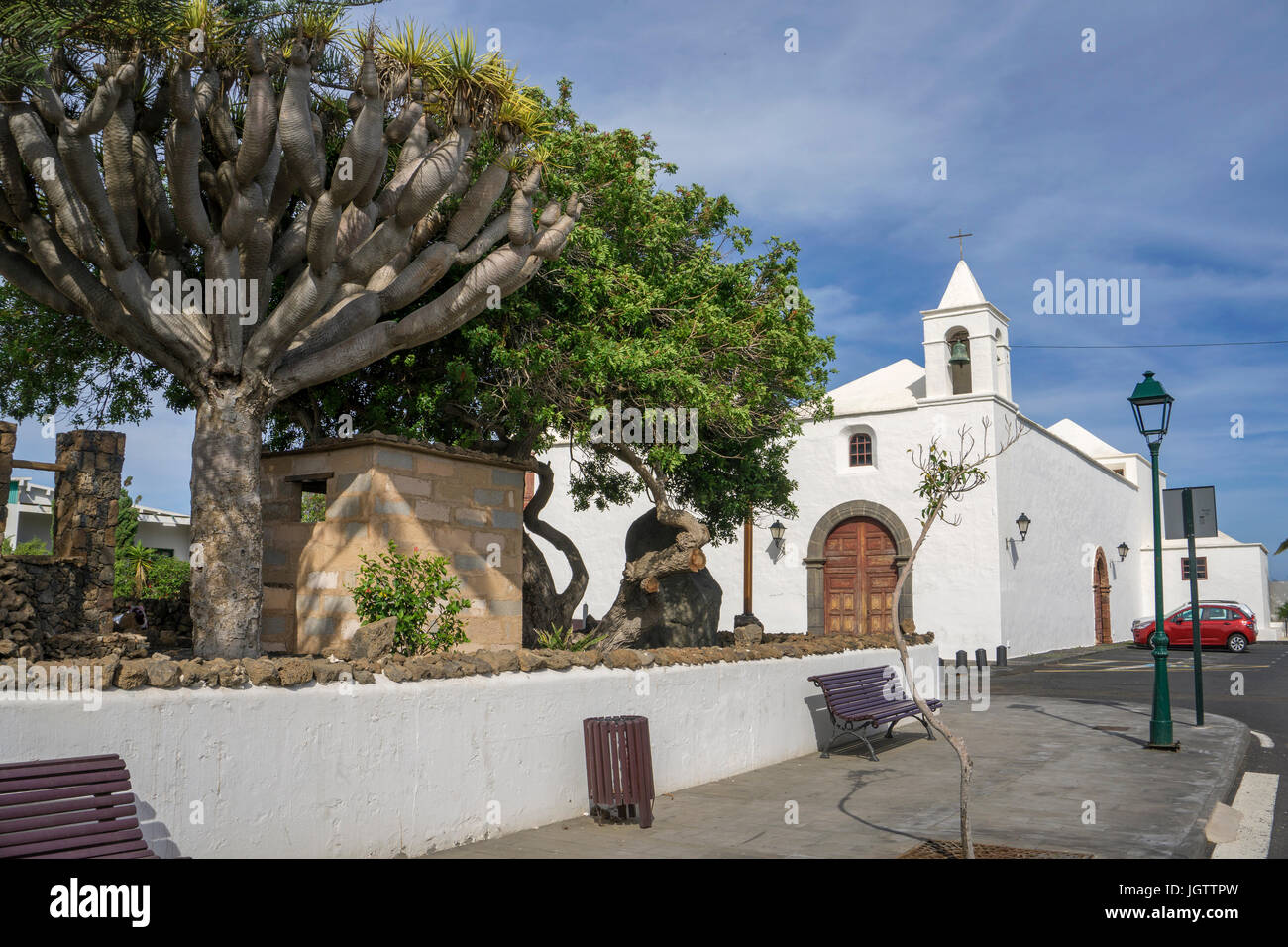 Dragon Tree a chiesa Iglesia de San Roque a Tinajo, Lanzarote, Isole canarie, Spagna, Europa Foto Stock
