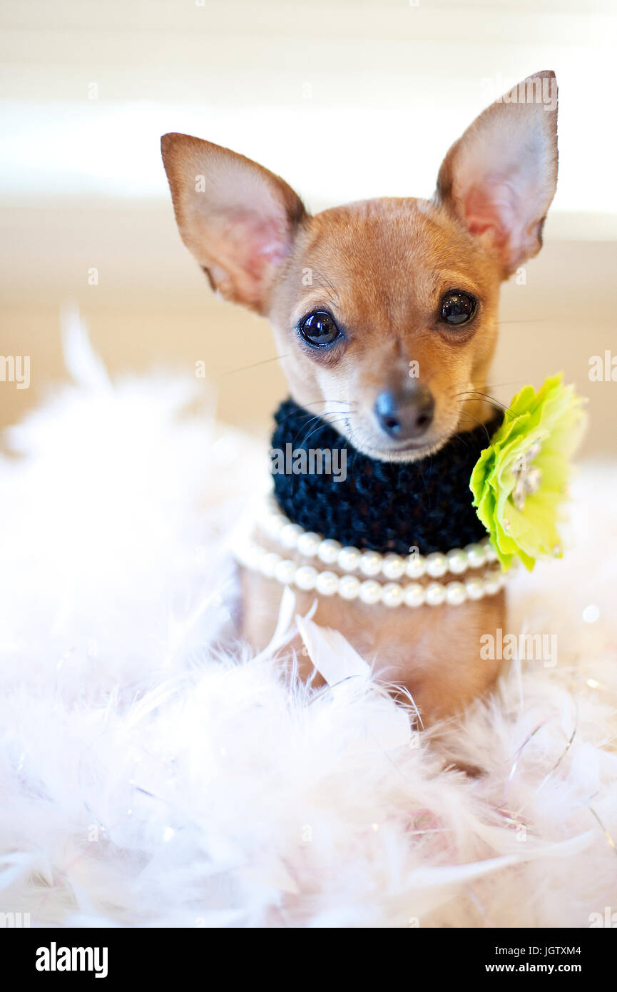 Tiny Chihuahua cane con perle e un verde fiore collare seduto in un letto di piume bianche guardando la telecamera. Foto Stock