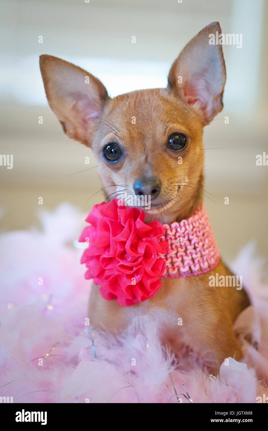 Tiny chihuahua cane con fiocco rosa e il collare seduta su di un letto di piume rosa guardando la telecamera. Foto Stock