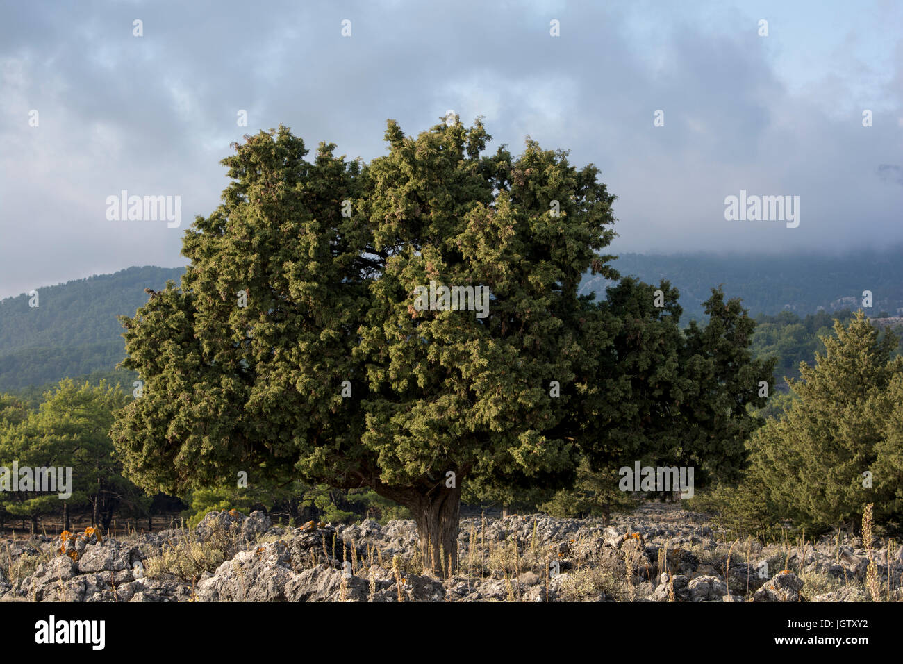 Santo querce sono ancora in fase di crescita nella zona di Agios Ioannis in alta mounains sopra creta della south coast. Hoch in den Weißen Bergen über der Südk Foto Stock