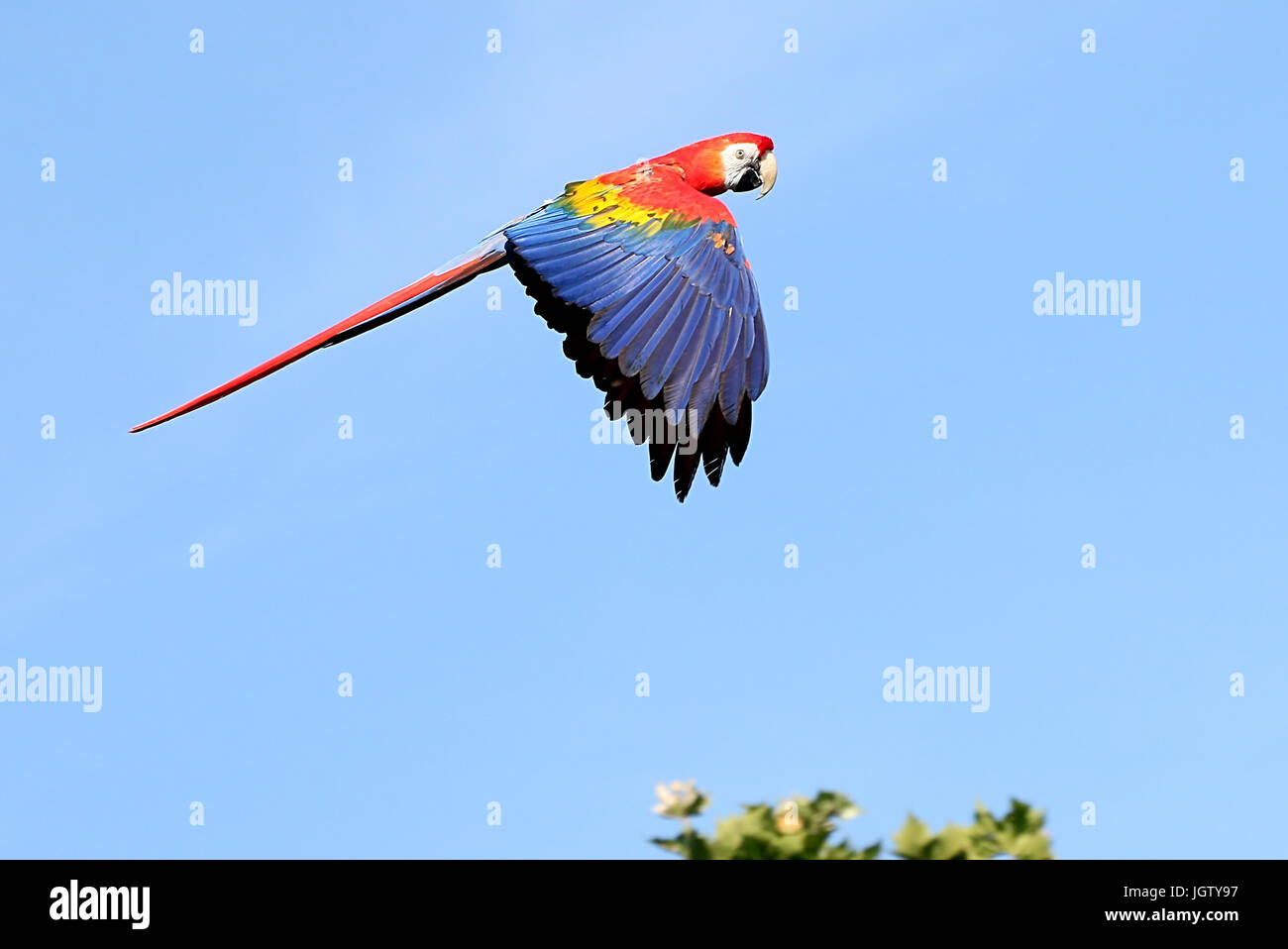 Sud Americana scarlet macaw (Ara macao) in volo. Foto Stock