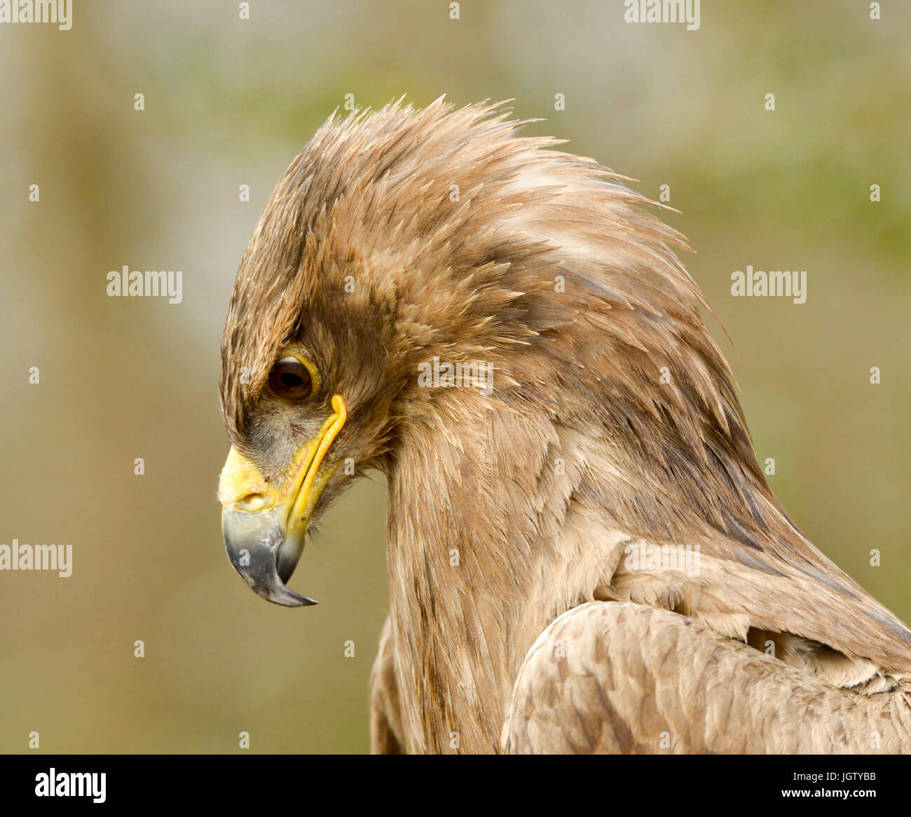 Aquila d'oro Foto Stock