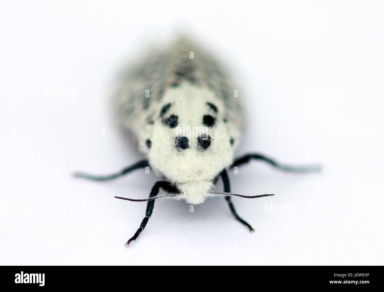 Leopard moth Foto Stock