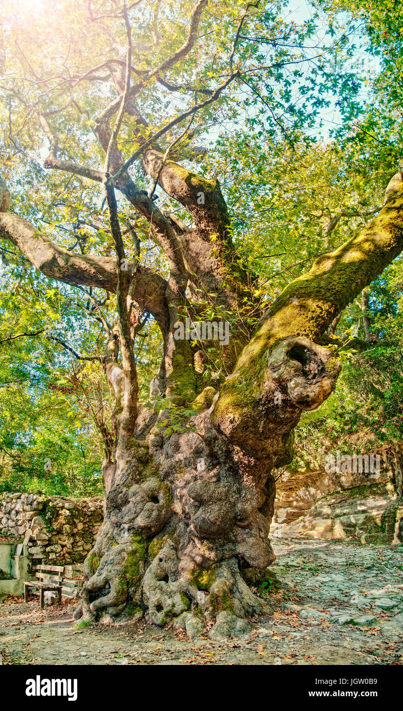 Un enorme 2000 anno-vecchio platanus albero sulla giornata soleggiata con banco sotto di esso e antico cimitero di pietra a sfondo vicino alla chiesa di Santo cinque fanciulle in L Foto Stock
