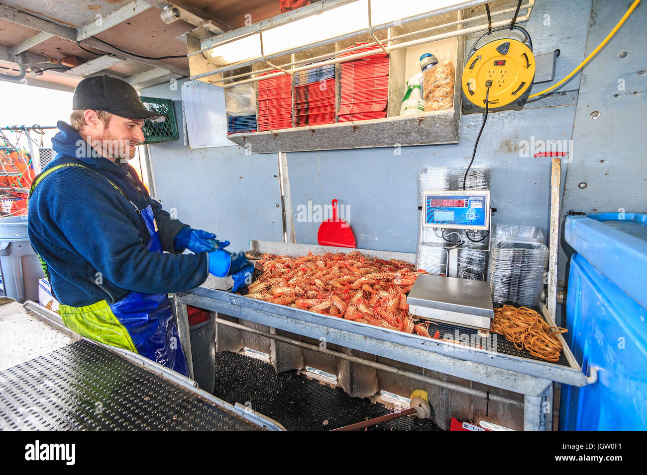 La pesca commerciale barca Nordic Rand off Isola di Vancouver, BC, Canada, la pesca di gamberetti (come i gamberi ma più grande). Gamberi di imballaggio in scatole per la vendita. Foto Stock