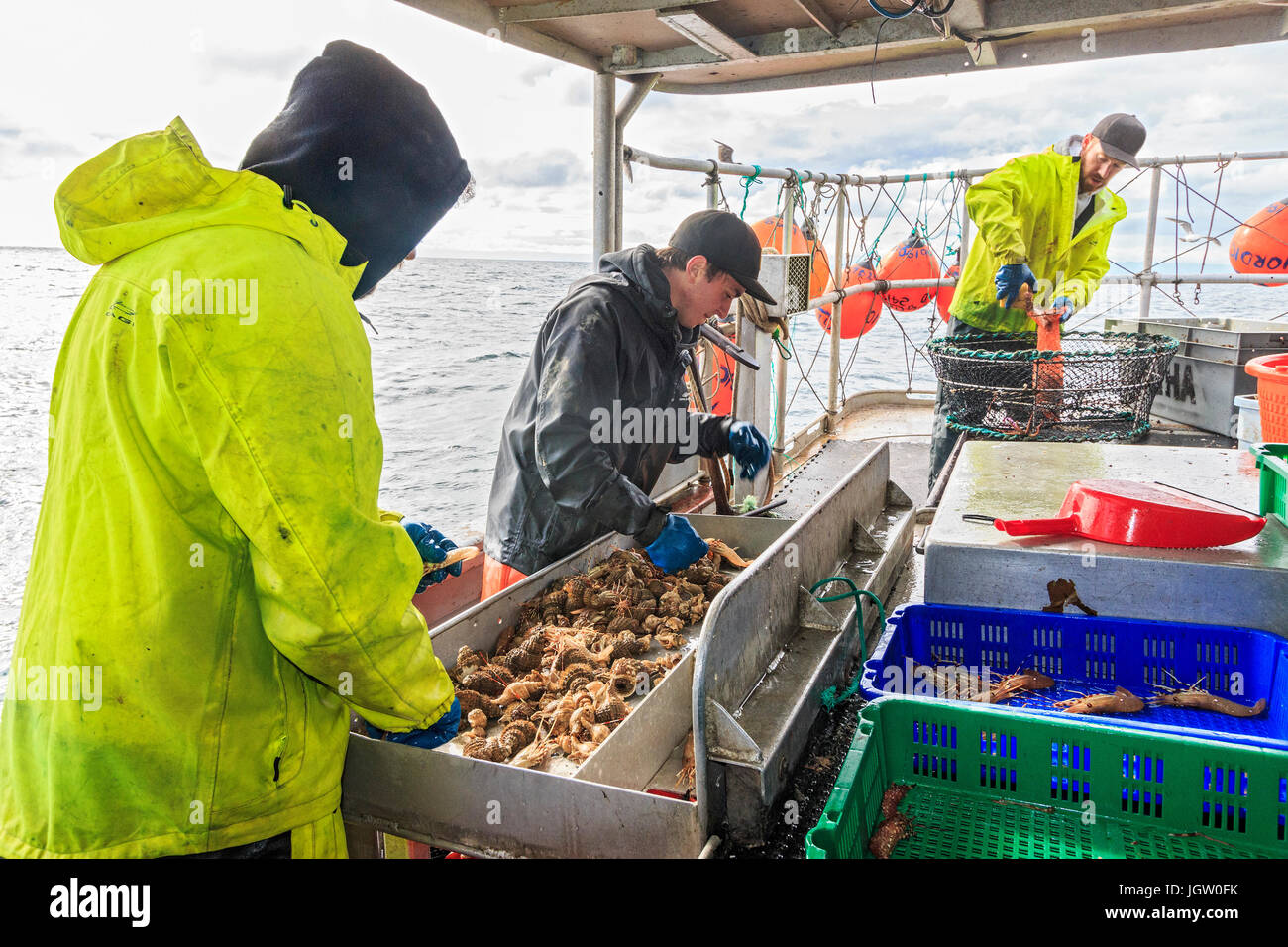 La pesca commerciale barca Nordic Rand off Isola di Vancouver, BC, Canada, la pesca di gamberetti (come i gamberi ma più grande). Smistamento dei gamberi da dimensioni. Foto Stock