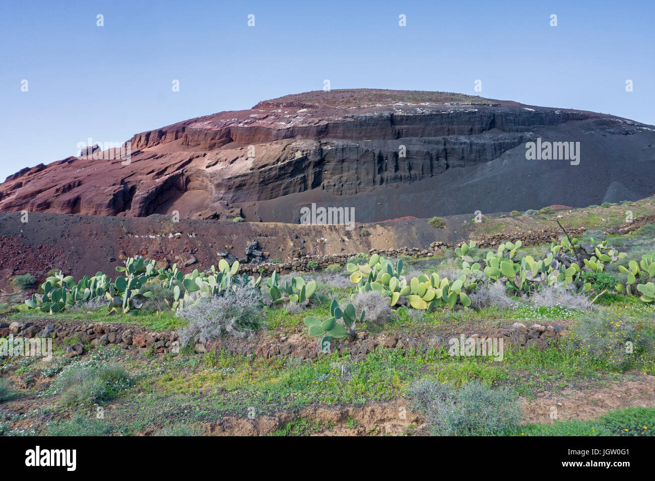Campo di cactus di fronte a una pietra pit, Femes, Lanzarote, Isole canarie, Spagna, Europa Foto Stock