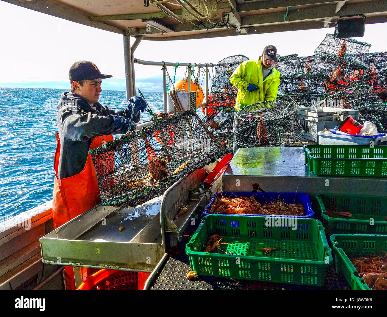 La pesca commerciale barca Nordic Rand off Isola di Vancouver, BC, Canada, la pesca di gamberetti (come i gamberi ma più grande). Lo svuotamento di gamberi dalla trappola su ordina Foto Stock