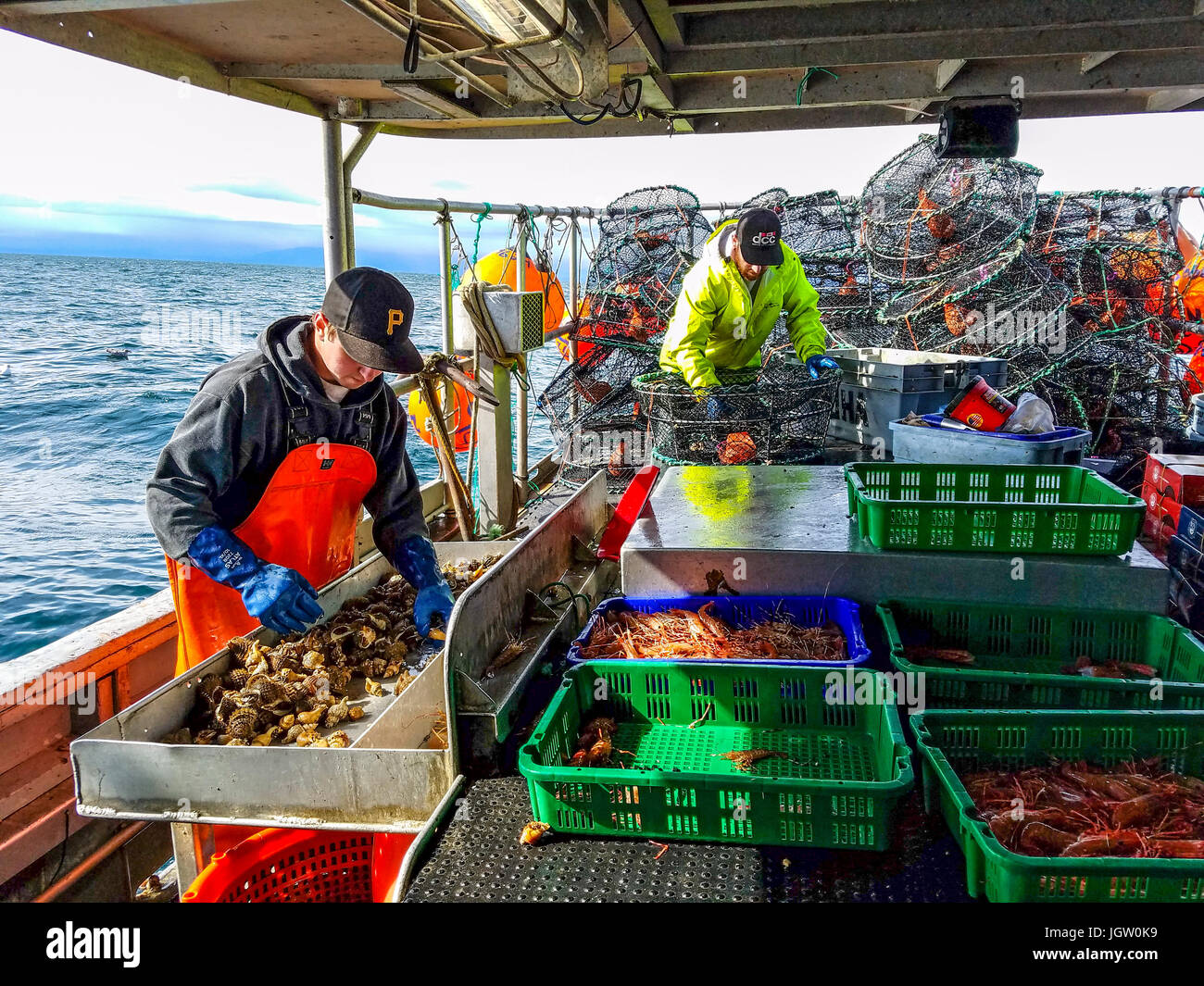 La pesca commerciale barca Nordic Rand off Isola di Vancouver, BC, Canada, la pesca di gamberetti (come i gamberi ma più grande). Smistamento dei gamberi da dimensioni. Foto Stock