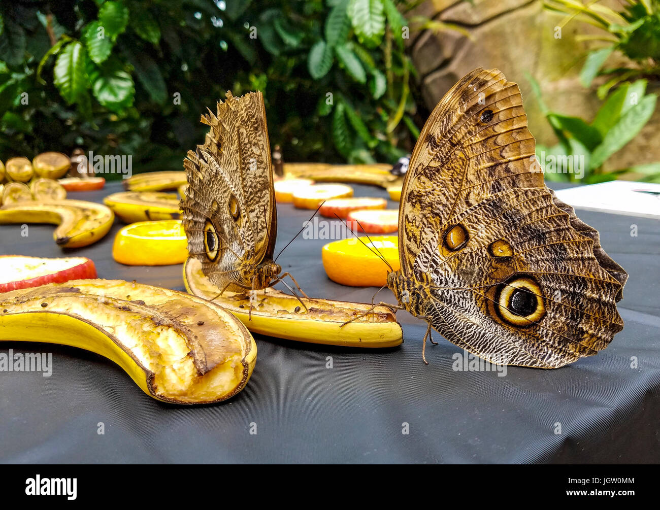 Il gufo farfalle munching sulle banane al Victoria Buttefly giardini, Victoria, BC, Canada. Foto Stock