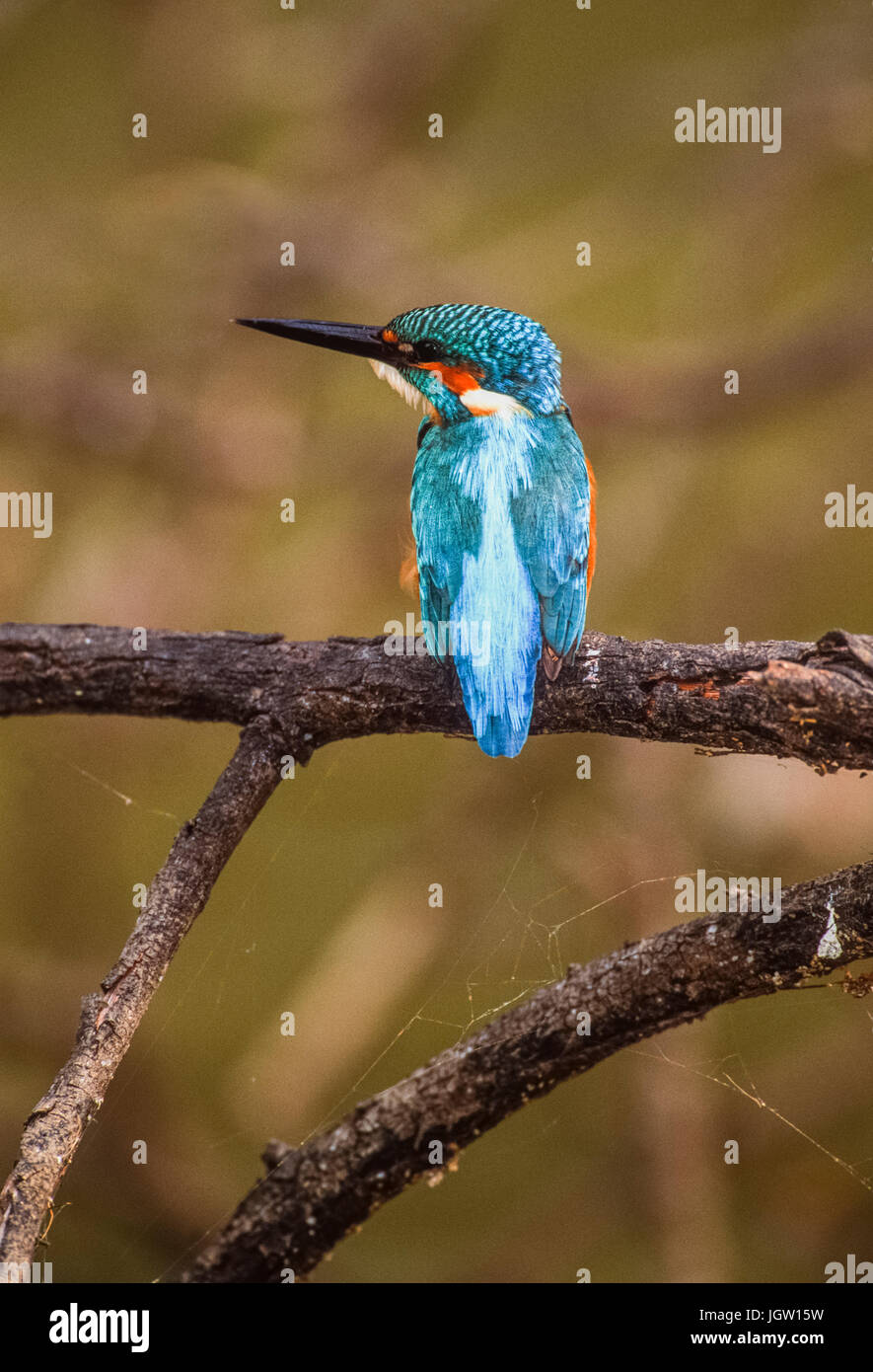 Common kingfisher (Alcedo atthis) noto anche come Eurasian kingfisher o fiume kingfisher, Keoladeo Ghana National Park, Bharatpur Rajasthan, India Foto Stock