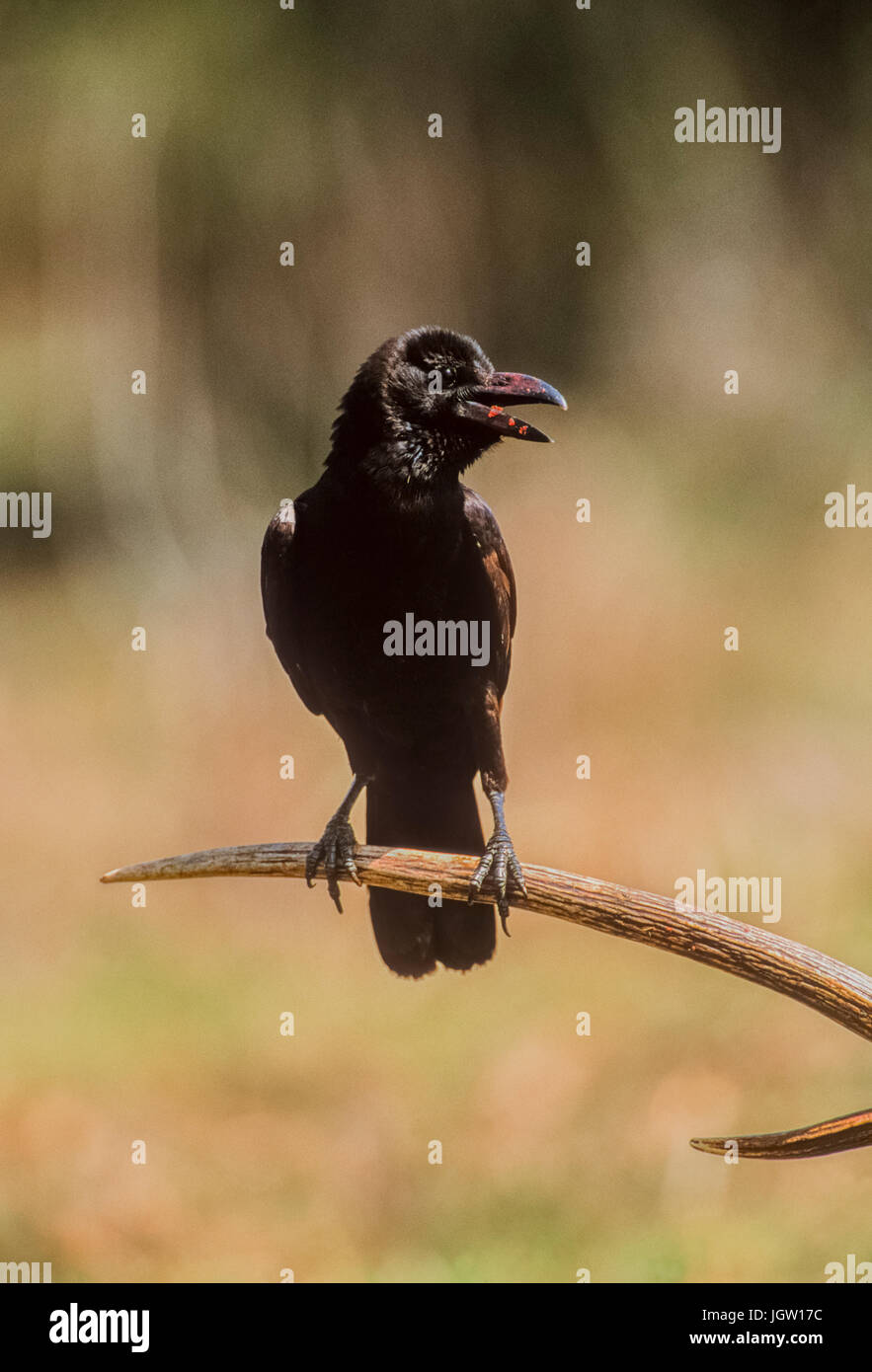 Giungla indiana crow (Corvus culminatus),arroccato su Spotted corna di cervo, Keoladeo Ghana National Park, Bharatpur Rajasthan, India Foto Stock