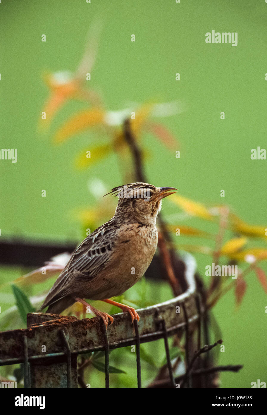 Sykes's Lark, (Galerida deva),Velavadar National Park, Gujarat, India Foto Stock